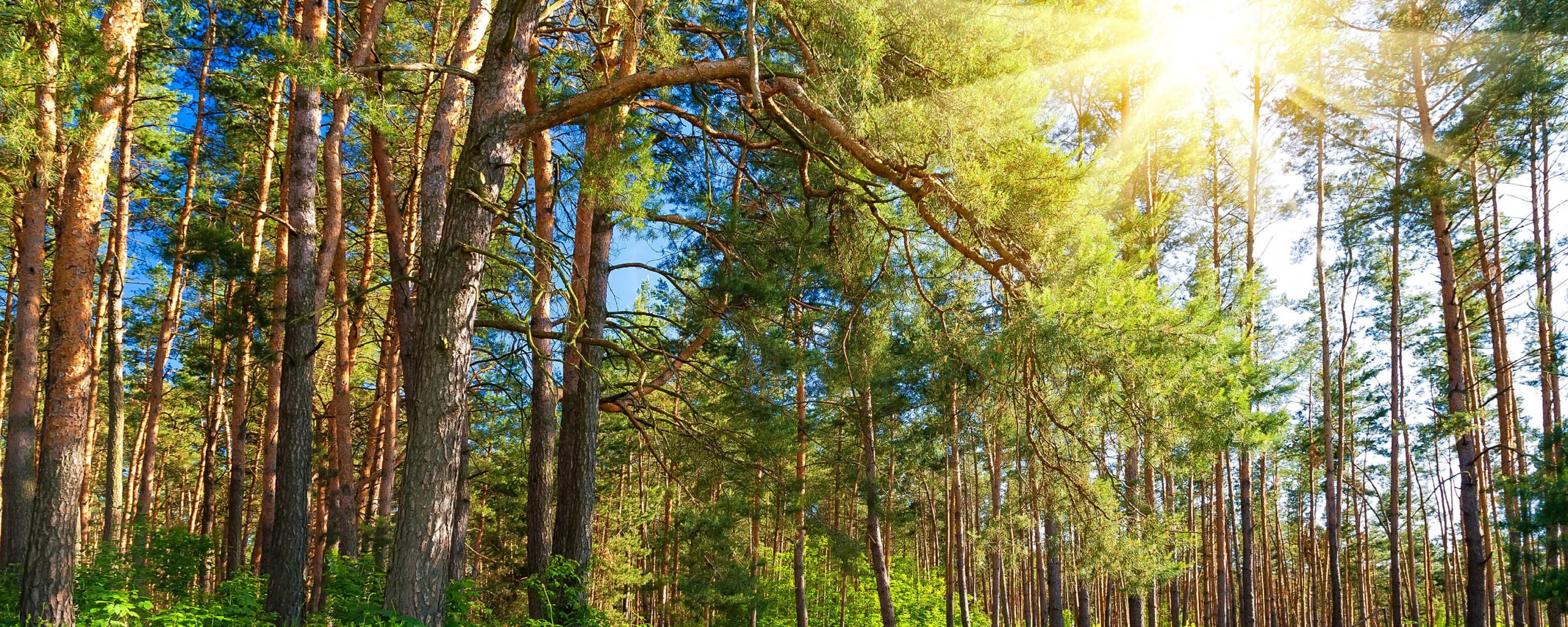 Baum im Wald